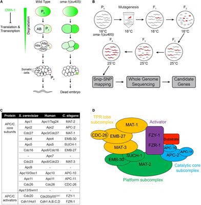 The APC/CFZY–1/Cdc20 Complex Coordinates With OMA-1 to Regulate the Oocyte-to-Embryo Transition in Caenorhabditis elegans